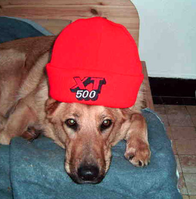 Wollm&uuml;tze auf XTWuffes Kopf